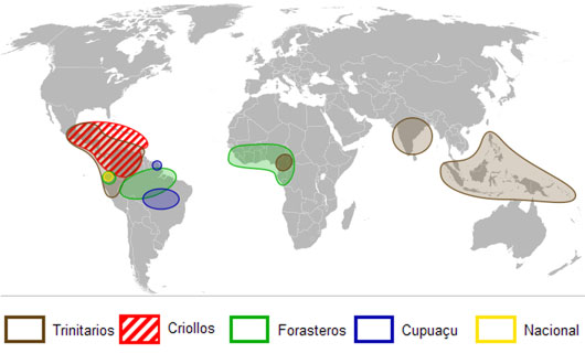 Mapa zpracování kakaových bobů
