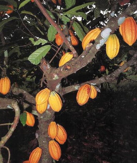 Oficiální název kakaovníku je Theobroma Cacao (pokrm bohů), takto ho pojmenoval známý švédský přírodovědech Carl von Linné v roce 1775